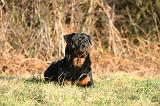 ROTTWEILER 653